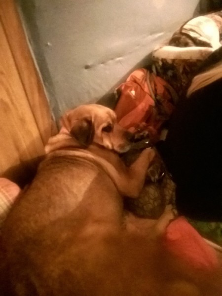 Dakota Girl (Red Heeler Rottweiler Mix)  dog lying down