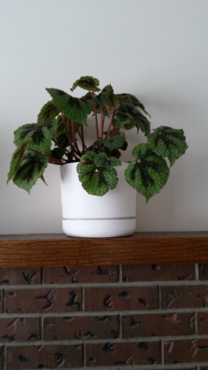 Identifying a Houseplant - plant with medium and dark green heart shaped leaves