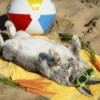 Rabbit wearing sunglasses sunbathing surrounded by carrots and a beach ball.