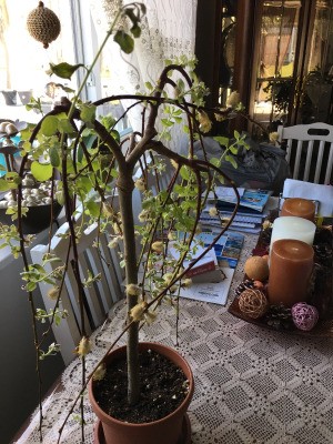 Shaping a Weeping Pussy Willow Tree - tree in pot inside