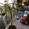 Shaping a Weeping Pussy Willow Tree - tree in pot inside