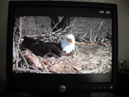 Eagle Cam - bald eagle