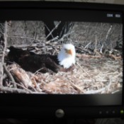 Eagle Cam - bald eagle