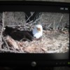 Eagle Cam - bald eagle