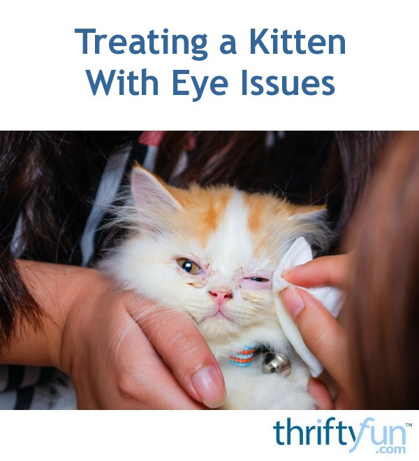 Treating a Kitten With Crusty Eyes | ThriftyFun