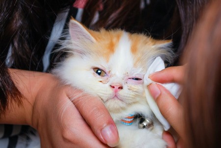 Kitten getting it's crusty eyes wiped.