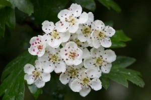 Closeup of Hawthorn flowers