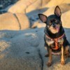 Chihuahua mix in a harness sitting on a big rock, sticking his tongue out.