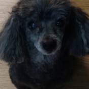 JuJu (Toy Poodle) - black Poodle