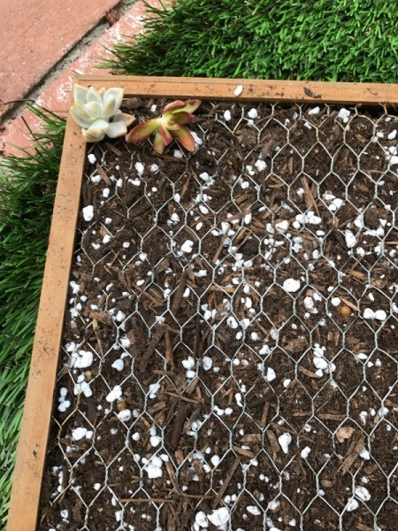 Succulent Planter and DIY Wood Stain - begin planting the succulents