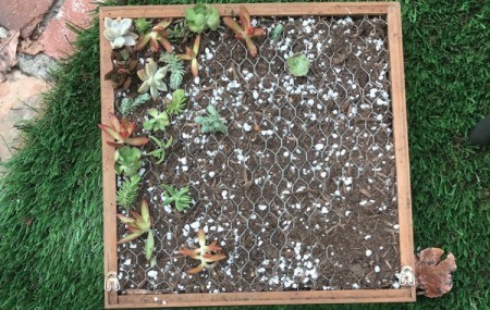 Succulent Planter and DIY Wood Stain - continue adding succulents until satisfied with layout
