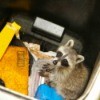 Raccoon looking for goodies in a waste bin.