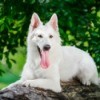 Berger Blanc Suisse  sitting on a log with its tongue out.