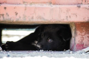 Black Dog Hiding under a cement structure.