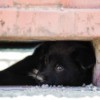 Black Dog Hiding under a cement structure.