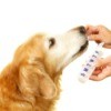 Dog taking medicine from a person holding a weekly pill container.
