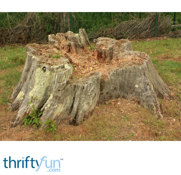 Planting After Removing Pine Trees? ThriftyFun