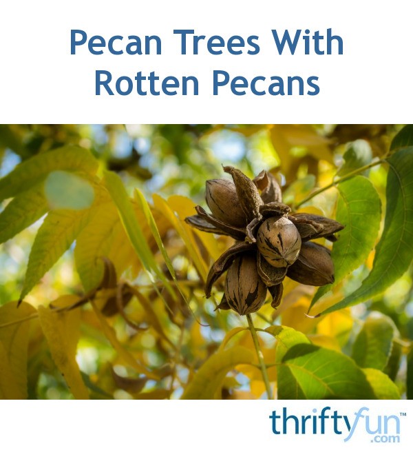 Pecan Trees With Rotten Pecans ThriftyFun