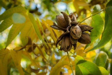 Pecans growing on a tree with green and yellow leaves.