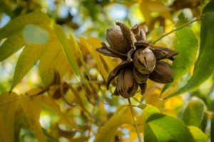 Pecans growing on a tree with green and yellow leaves.