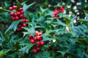 Holly shrub with red berries.