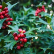 Holly shrub with red berries.