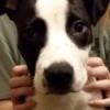 Is My Puppy a Full Blooded Pit? - closeup of a black and white puppy