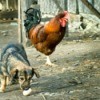 Dog stealing a chicken egg with a rooster in the background.