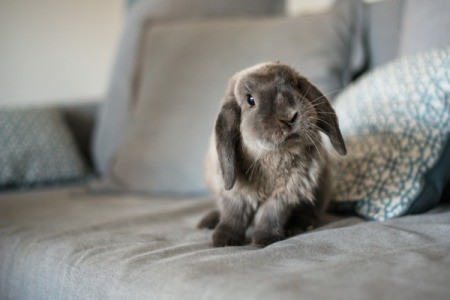 Grey floppy eared bunny on a grey couch.
