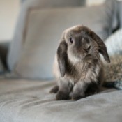 Grey floppy eared bunny on a grey couch.