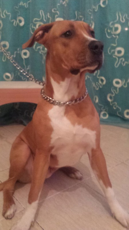 Is My Dog an American Pit Bull -
Terrier? - brown and white dog