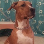 Is My Dog an American Pit Bull -
Terrier? - brown and white dog