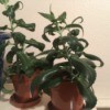 What Is This Houseplant? - succulent like plant with long dark green leaves with jagged edges