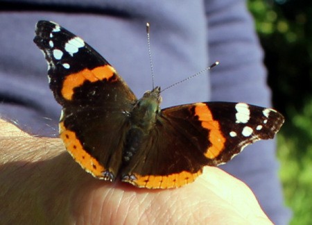 A Red Admiral butterfly perched on a hand.