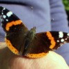 A Red Admiral butterfly perched on a hand.