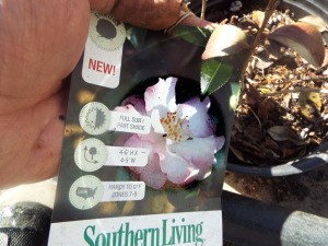 Testing Bargain Camellias (And Other Plants) - Camellia October Magic-Orchid