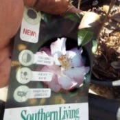 Testing Bargain Camellias (And Other Plants) - Camellia October Magic-Orchid