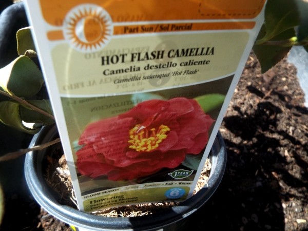 Testing Bargain Camellias (And Other Plants) - red flowering Hot Flash camellia