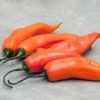 Orange Aji Amarillo peppers.