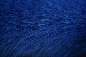 Close up of blue fur