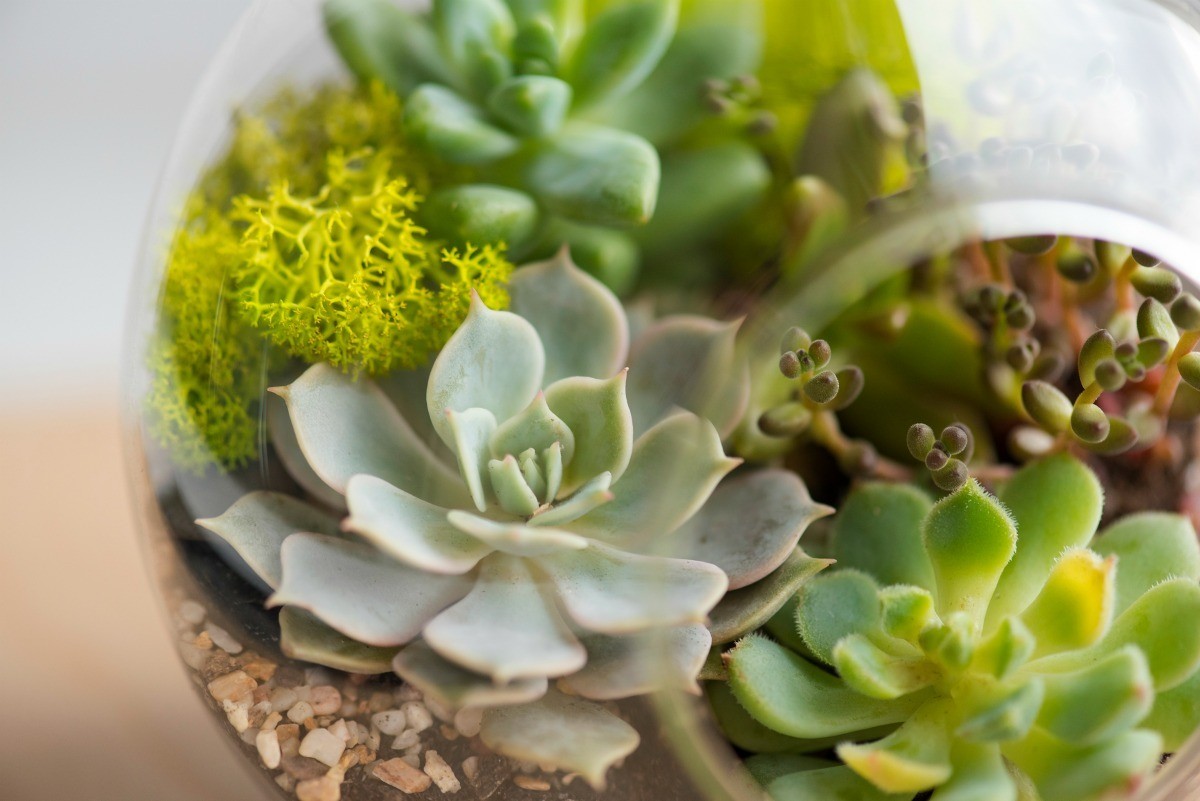 Caring For A Succulent Thriftyfun