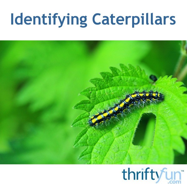 Identifying Caterpillars? | ThriftyFun