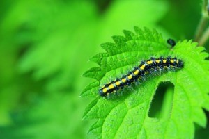 Caterpillar on a a green leaf