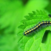 Caterpillar on a a green leaf