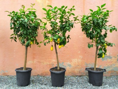 Three Lemon trees in pots