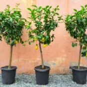 Three Lemon trees in pots