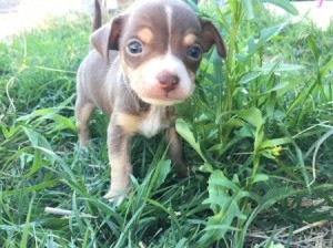 What Type of Chihuahua Is She? - brown and tan puppy