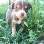 What Type of Chihuahua Is She? - brown and tan puppy