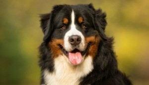 Bernese Mountain
Dog on natural background