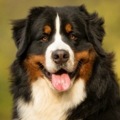 Bernese Mountain
Dog on natural background